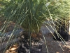 Zenith Bushland 1