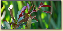 Zenith Landscape Designs