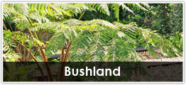 Zenith Bushland
